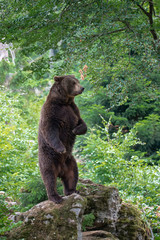 Obraz na płótnie Canvas adult male brown bear on a stone sit up and beg in the forest