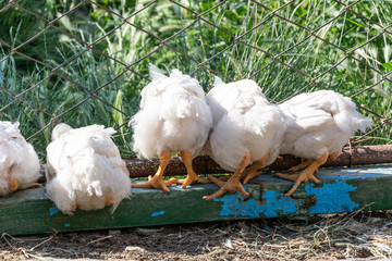 Broiler chickens near the fence. Rural poultry farm.