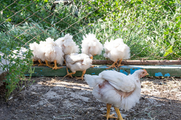 Broiler chickens near the fence. Rural poultry farm.