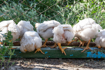 Broiler chickens near the fence. Rural poultry farm.