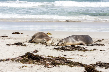 Fototapeta premium Sleeping Australian Sea Lions (Neophoca cinerea) on Kangaroo Island coastline, South Australia , Seal bay