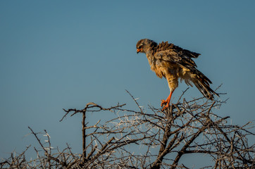 Junger Greifvogel