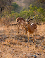 One of the Many Species of Antelope Founf in South Africa