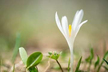 closeup of a white crocus in the meadow on a soft green background