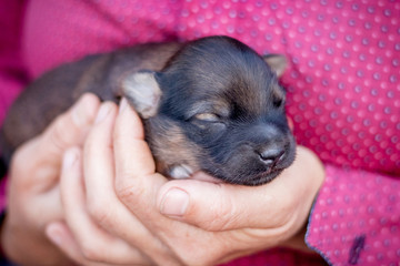A woman holds a young newborn puppy in her hands_