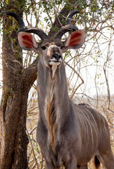 The Greater Male Kudu Antelope From South Africa