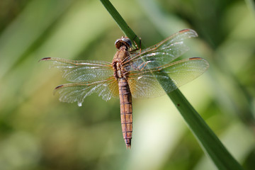 Libelle an einer Pflanze