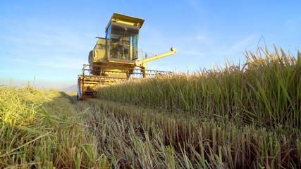 Combine harvester gathers the rice crop, cinematic agriculture scene