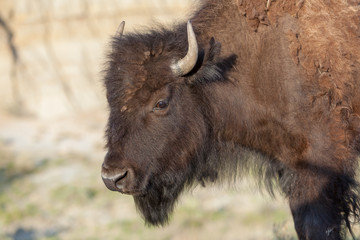 Buffalo