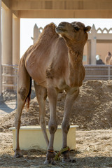 Dromedaries in the desert.