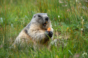 Naklejka na ściany i meble alpine marmot with a carrot in the claws making a warning cry - Großglockner Austria