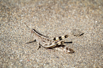 Grashüpfer, Grille im Sand