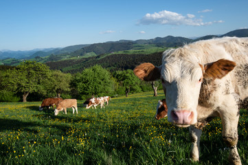 Fototapeta na wymiar landscape in the austrian Mostviertel with grazing cows on the pasture