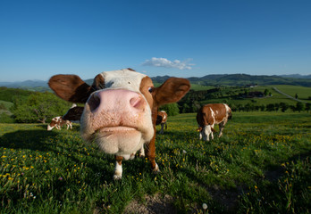 funny portrait of a cow on the pasture in the Austrian Mostviertel landscape looking curiously in the camera - extreme wide angle view - 220290248