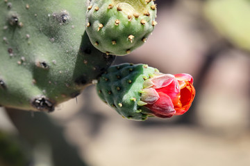 Detail eines Kaktus, Pflanze, Blüte, Natur 