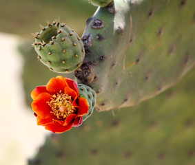 Detail eines Kaktus, Pflanze, Blüte, Natur 