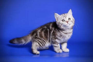 Naklejka na ściany i meble Studio photography of a scottish fold shorthair tortie cat on colored backgrounds
