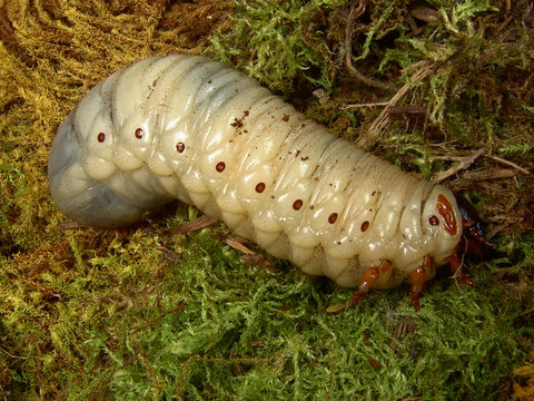 Chelorrhina polyphemus confluens larva in terrarium 