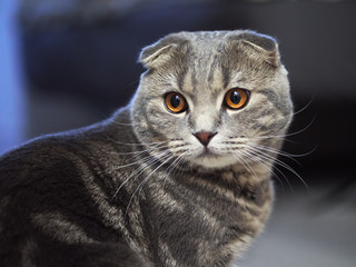 Close up portrait of funny serious scottish fold cat with bright yellow eyes with blurred dark blue background