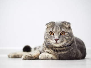 Funny serious scottish fold cat with bright yellow eyes lies on floor