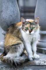 cat on a stone fence