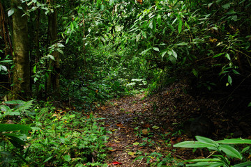 Obraz premium Jungle path in Cordiliera Central, Colombia, South America