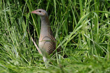 Wachtelkönig