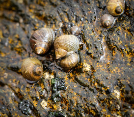 Schnecken, Muscheln, Pocken 
