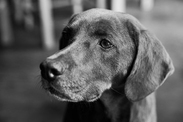 Portrait of a hunting dog