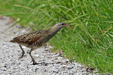 Wachtelkönig