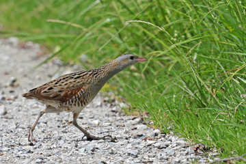 Wachtelkönig