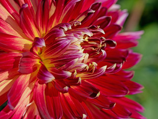 Rote Dahlienblüte in einer Nahaufnahme