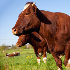 Vache au champ en France