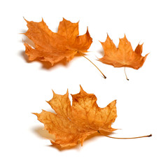 Autumn maple leaves isolated on white background.

