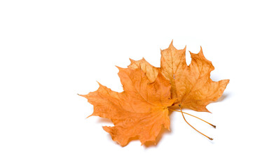 Autumn maple leaves isolated on white background.
