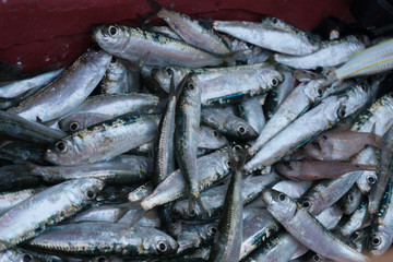 Obraz premium Fresh fisherman's catch through a fish net