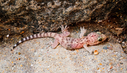 Gran-Canaria-Rieseneidechse, Kanareneidechse, Gekko 