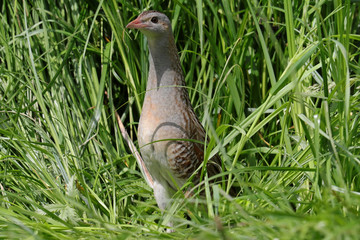 Wachtelkönig