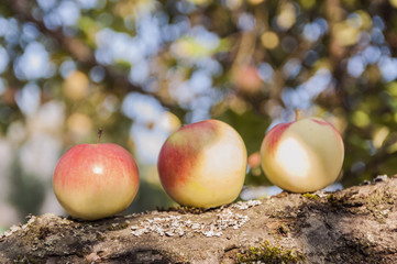 Jabłka na drzewie © Bea