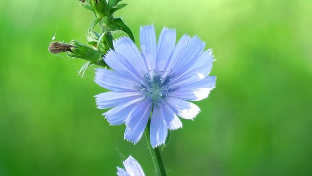 Blue flower on natural background. Flower of wild chicory endive . Cichorium intybus