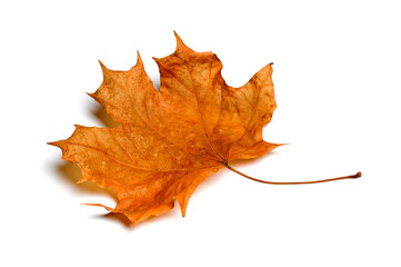 Autumn maple leaves isolated on white background.
