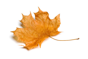Autumn maple leaves isolated on white background.
