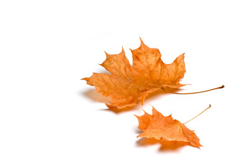Autumn maple leaves isolated on white background.
