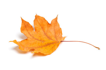 Autumn maple leaves isolated on white background.

