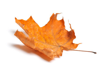Autumn maple leaves isolated on white background.
