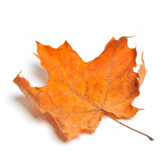 Autumn maple leaves isolated on white background.
