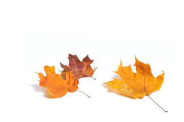 Autumn maple leaves isolated on white background.
