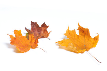 Autumn maple leaves isolated on white background.
