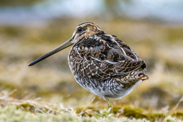 Bekassine (Gallinago gallinago)