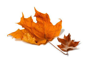 Autumn maple leaves isolated on white background.
